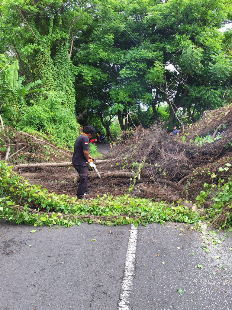 Pohon Tumbang di Jalan Merdeka Raya IV Kuta, Banjar Abianbase, Kelurahan Kuta, Kecamatan Kuta Tanggal 06 Januari 2024